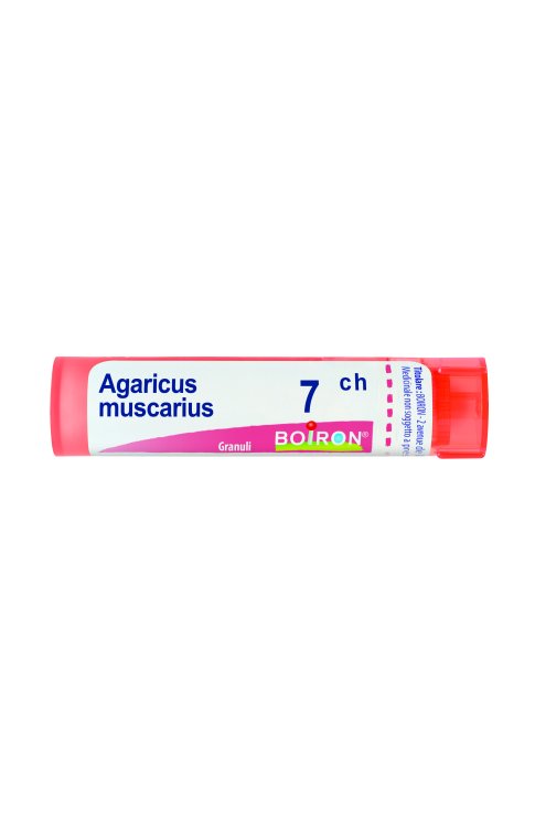Agaricus muscarius 7 ch Tubo 2020
