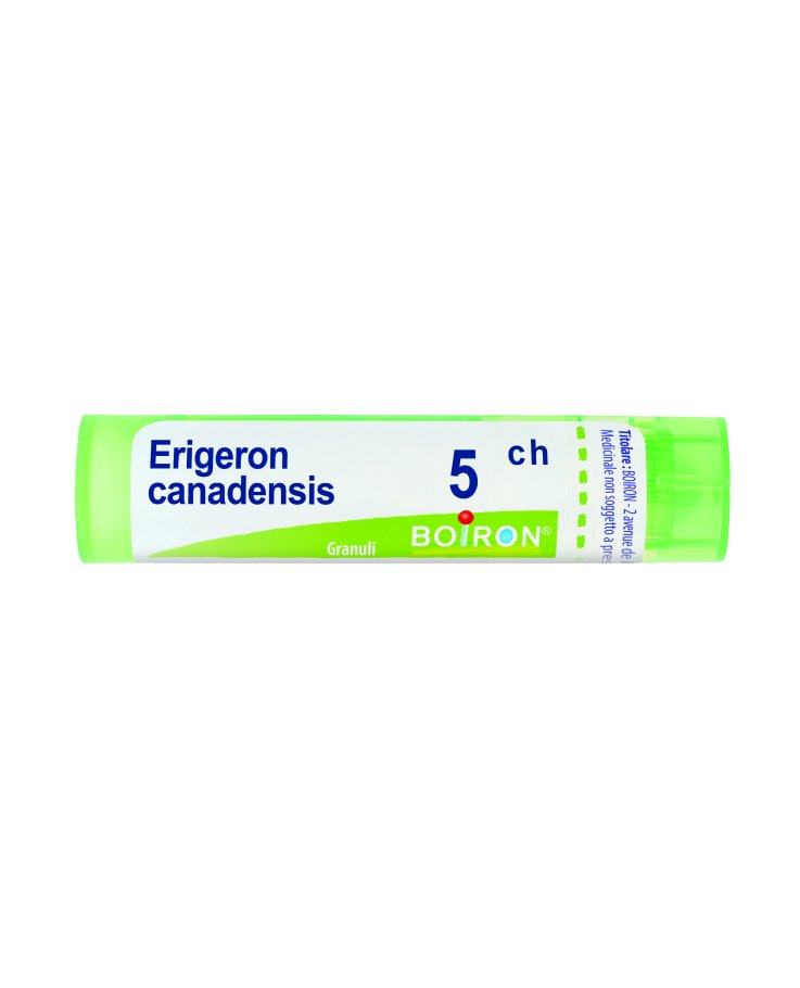 Erigeron canadensis 5 ch Tubo 2020