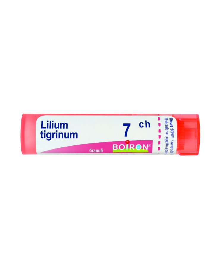 Lilium tigrinum 7 ch Tubo 2020