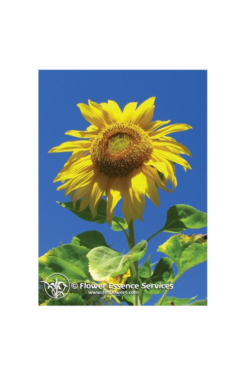 Natur Sunflower (Helianthus Annuus) Essenze Californiane 7,4ml