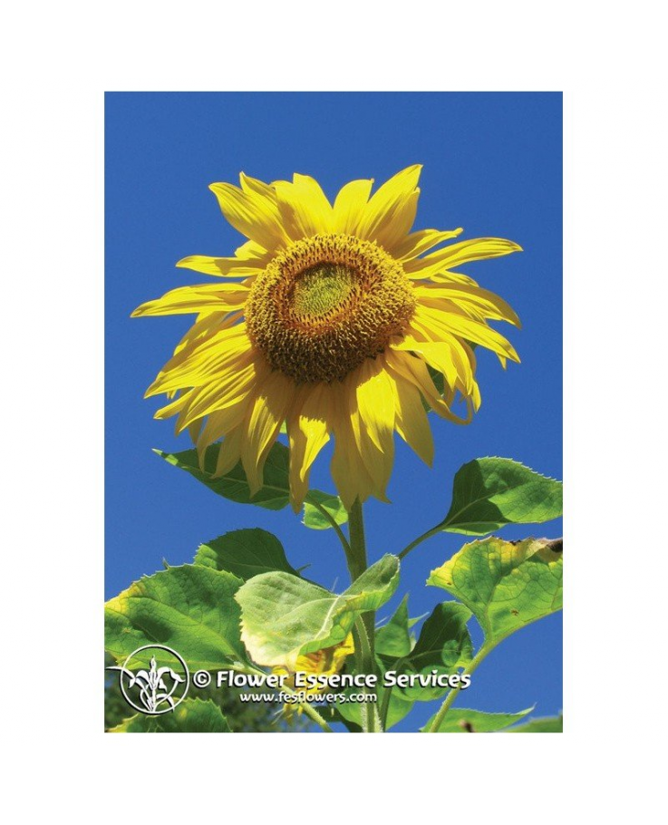 Natur Sunflower (Helianthus Annuus) Essenze Californiane 7,4ml