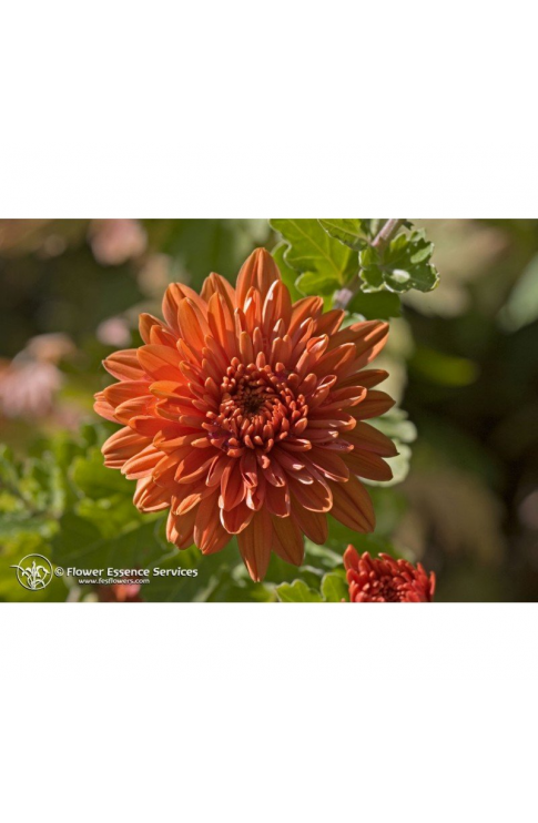 Natur Chrysanthemum (Chrysanthemum Morifolium) Essenze Californiane 7,4ml