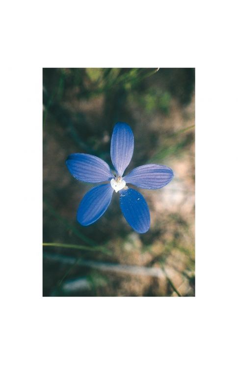 Blue China Orchid Essenze Floreali Australiane 15ml
