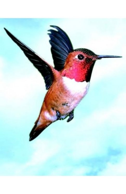 Colibri Hummingbird Essenze Di Animali Selvatici 30ml