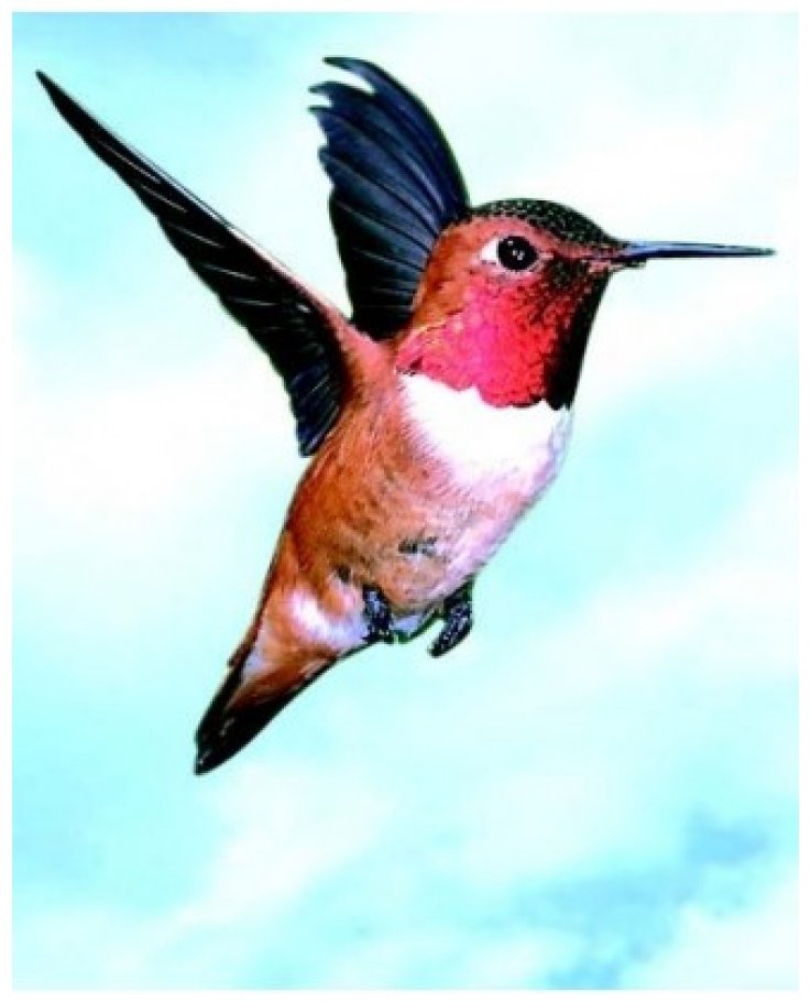 Colibri Hummingbird Essenze Di Animali Selvatici 30ml