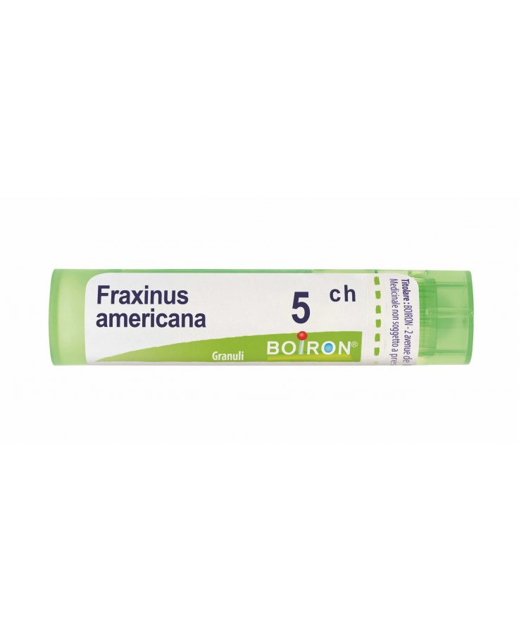 Fraxinus americana 5 ch Tubo 2020