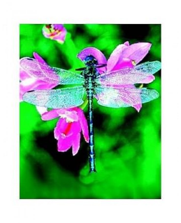 Libellula Dragonfly Ess 30ml